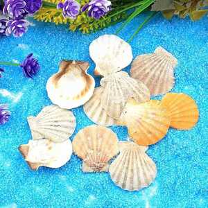 Dekoratif Sepetli Deniz Kabukları - Thumbnail